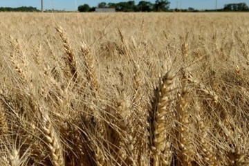Se derogó el SISA para productores de granos