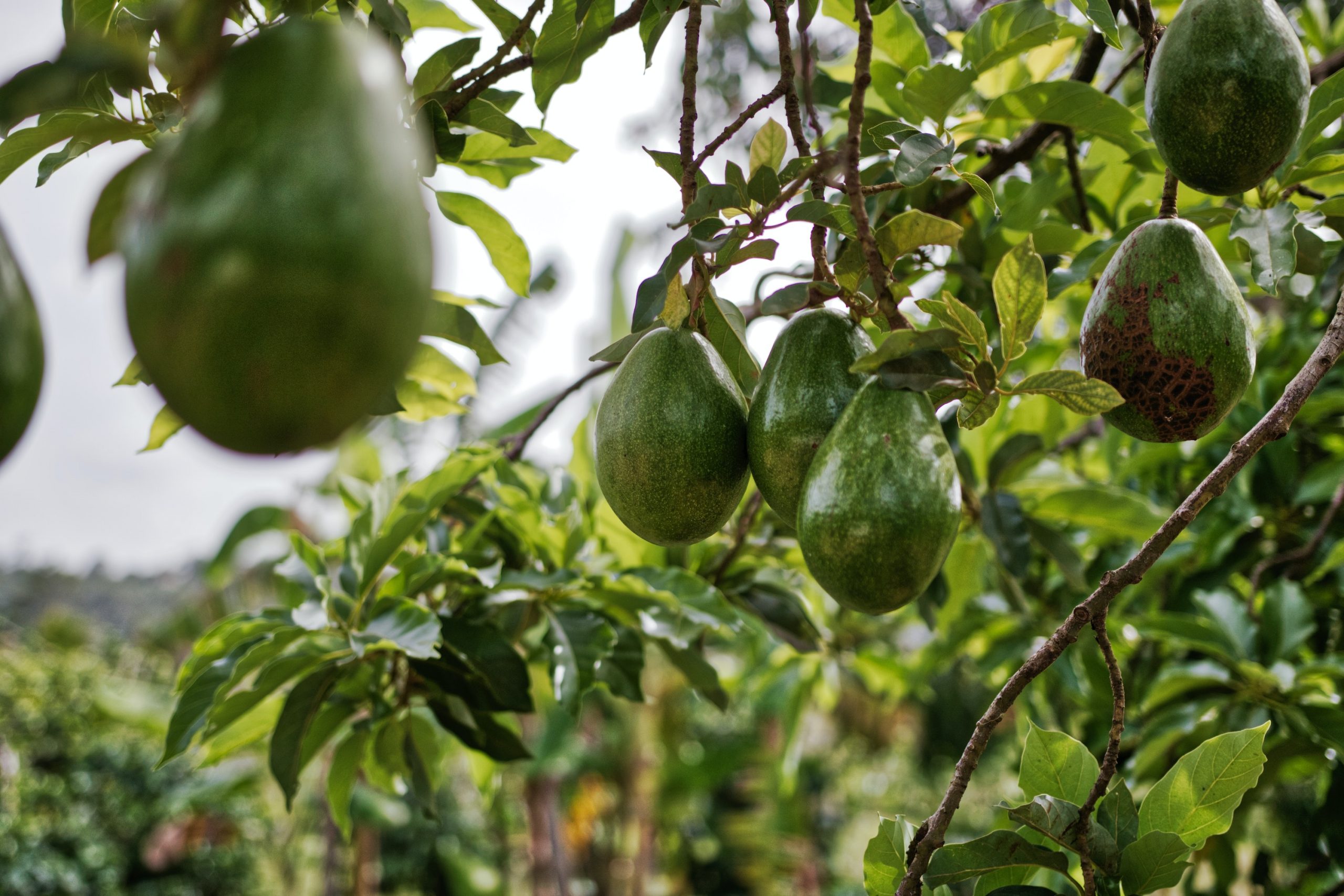 Conformación de mesa que apostará por la producción sostenible de aguacate