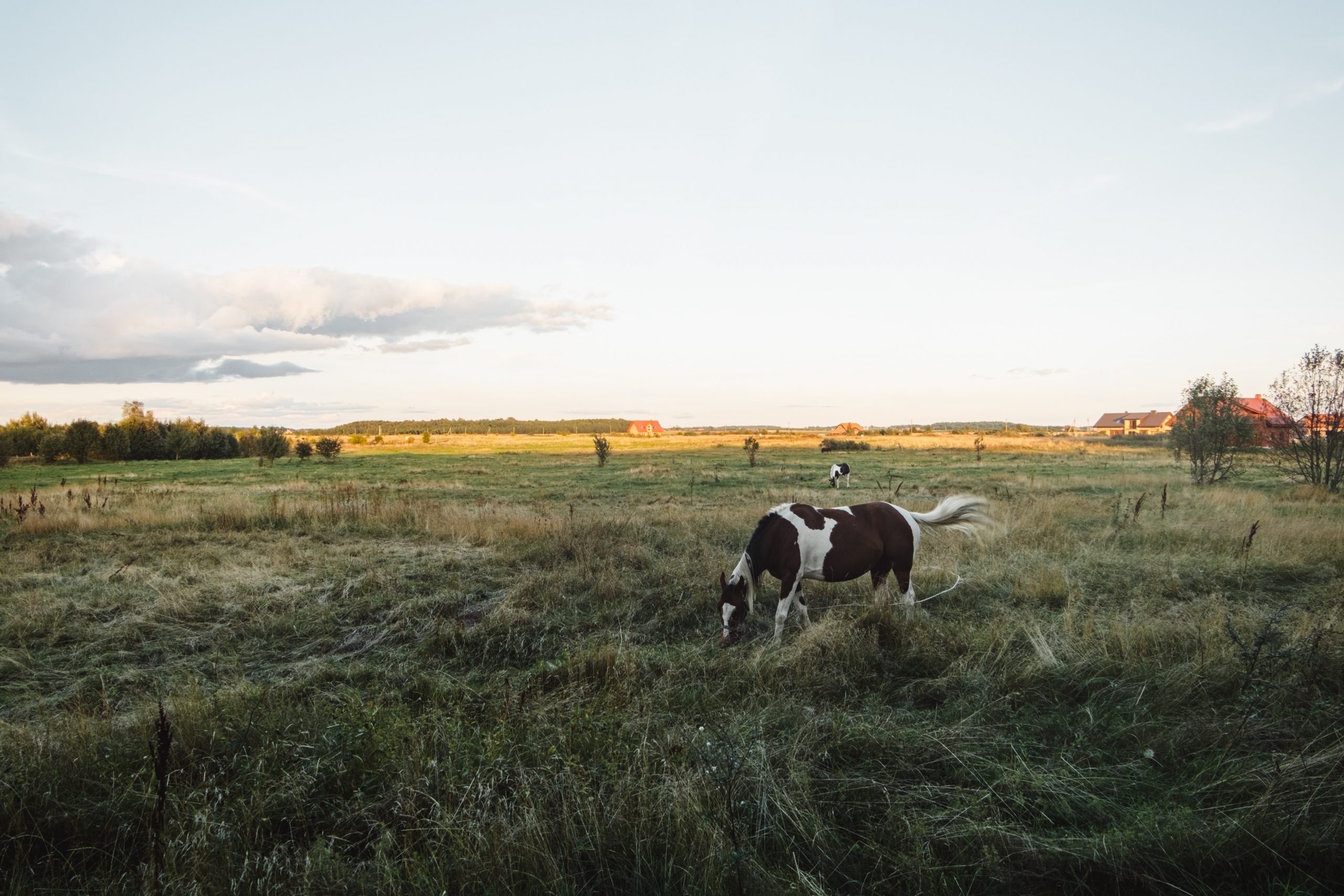 Congreso aprueba ley que prohíbe los vehículos de tracción animal