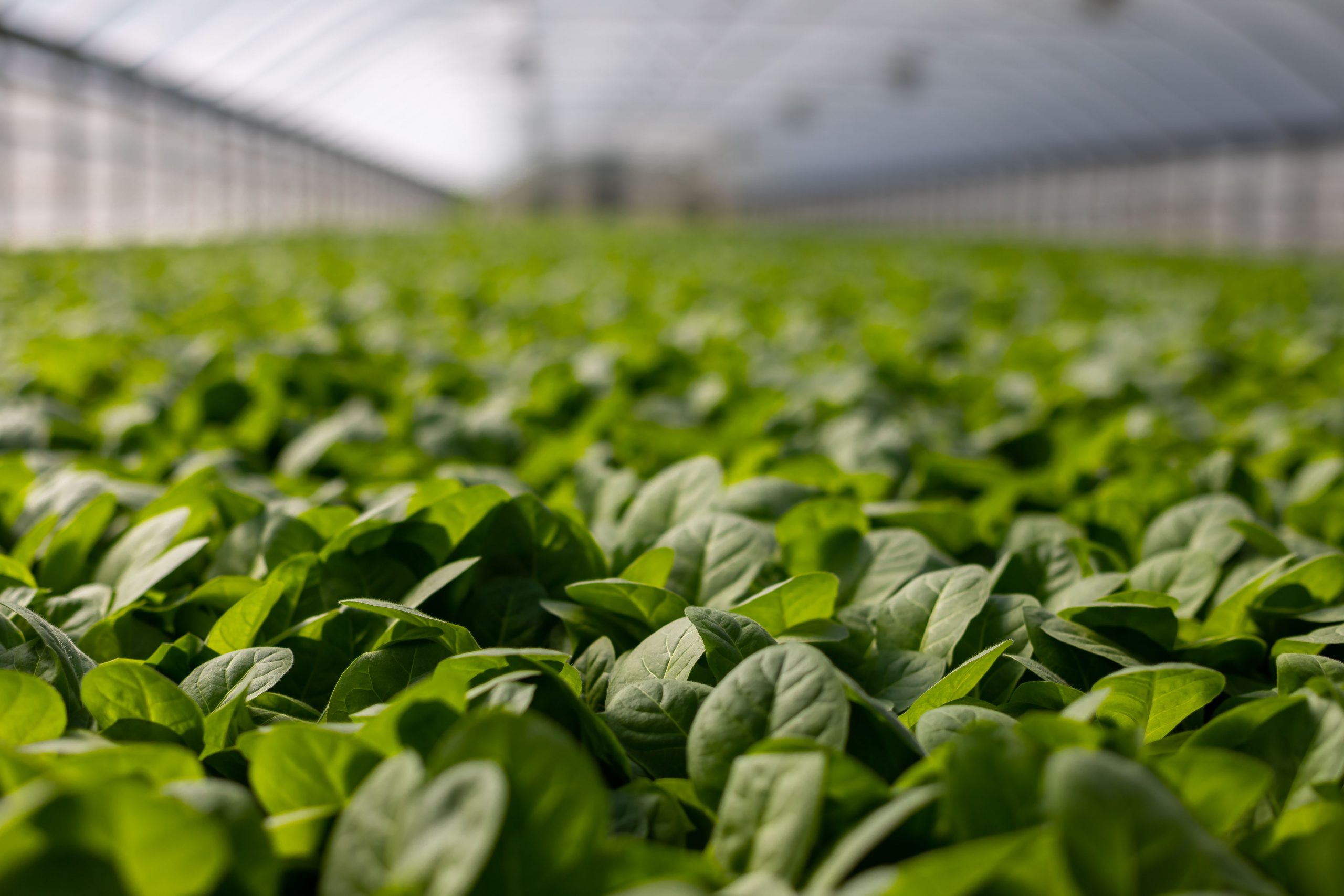 Sector agropecuario destaca en el crecimiento económico del país