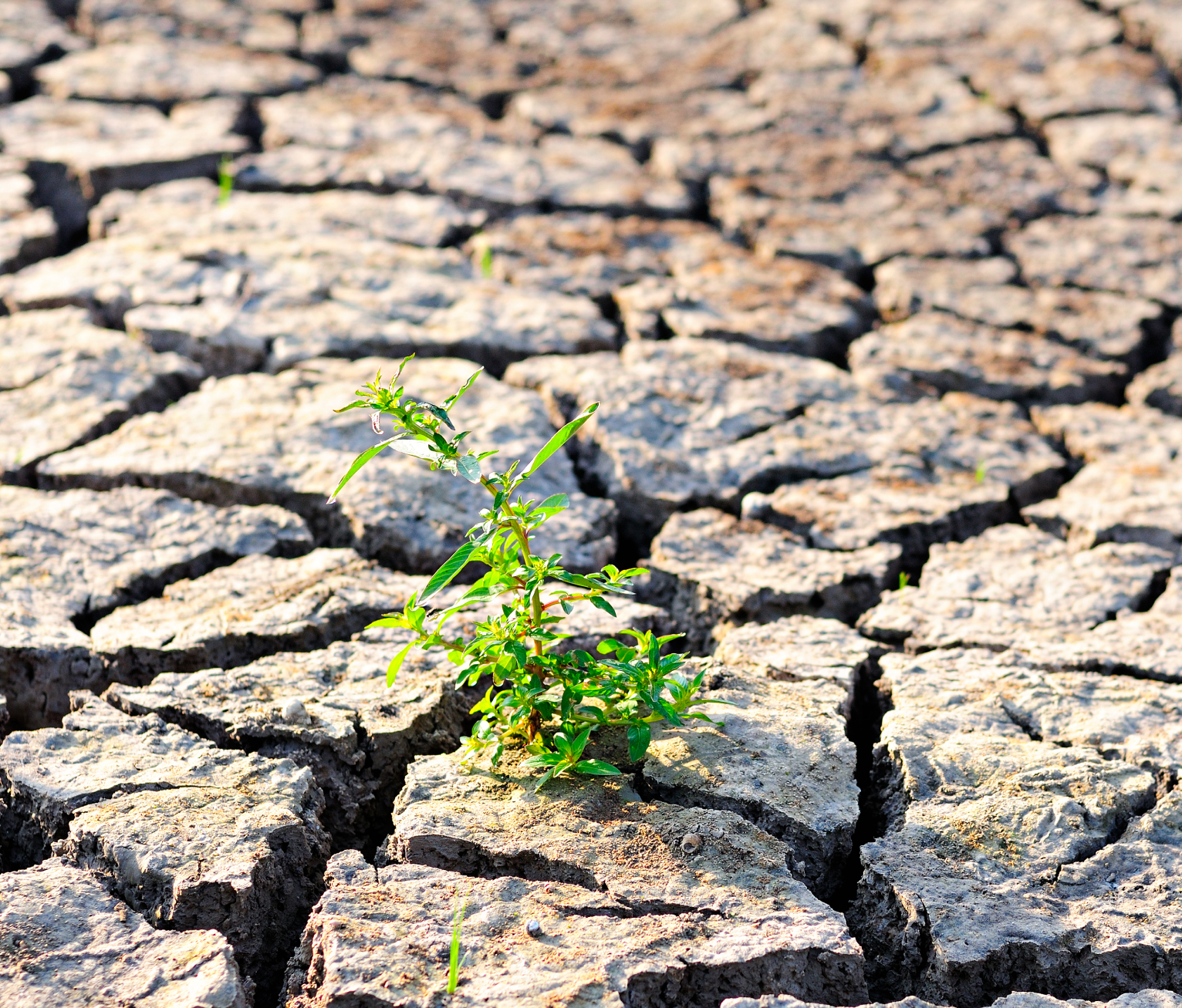 Clima en crisis: la urgencia de una respuesta global Clima en crisis: la urgencia de una respuesta global