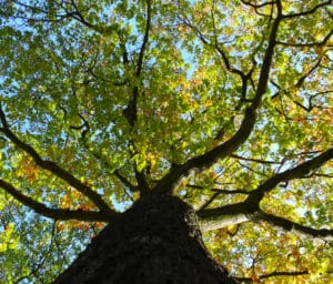 Obligación empresarial de restauración ecológica: siembra de árboles