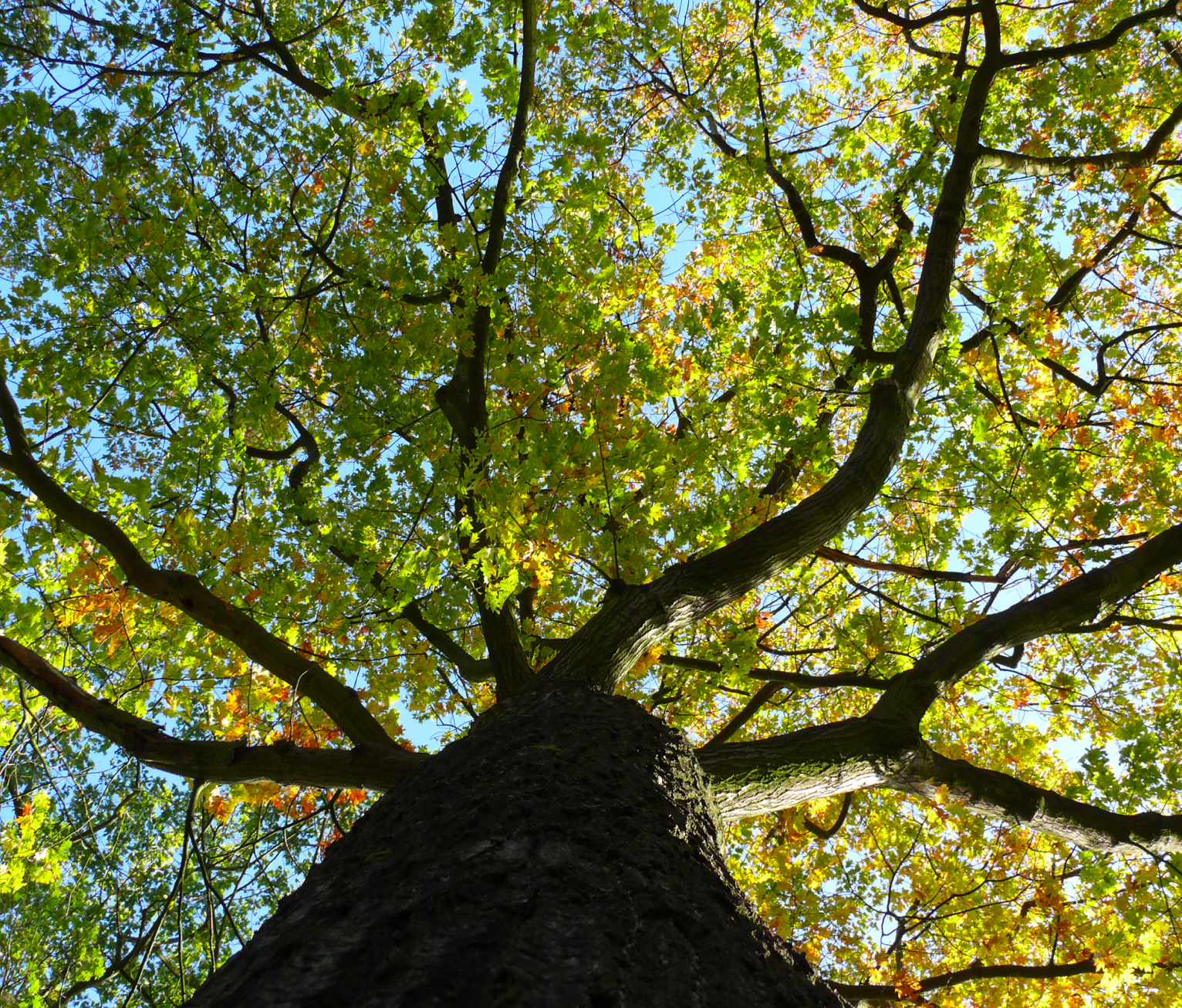 Obligación empresarial de restauración ecológica: siembra de árboles