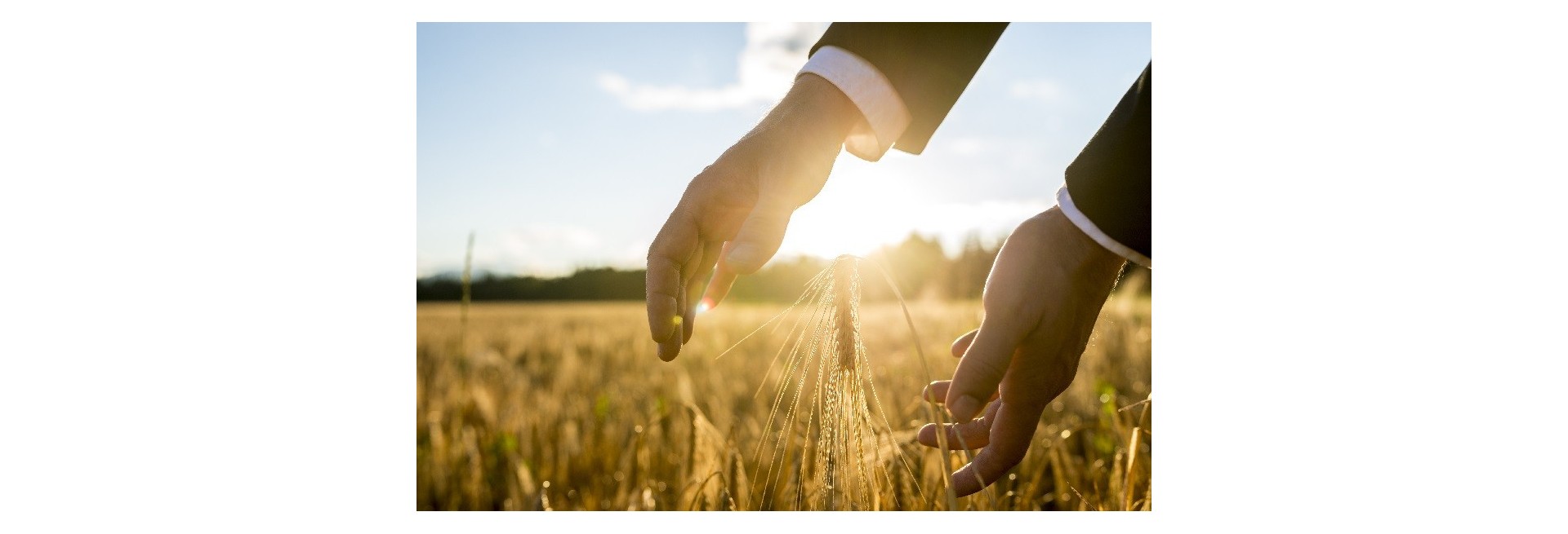 Sostenibilidad en la industria alimentaria Sostenibilidad en la industria alimentaria