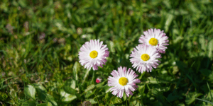 Nieuwsbrief juni 2025