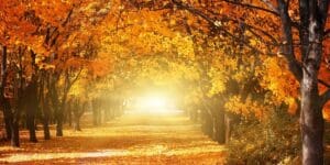 Nieuwsbrief november 2025